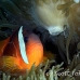 anemonefish_fiji_sr_beqa_h_0114_fij0165.jpg
